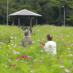 高齢者福祉事業　ひとり暮らし高齢者のつどい 『コスモス会（コスモス見学）』を開催しました