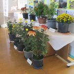 盆栽・園芸教室による菊の展示会開催中！